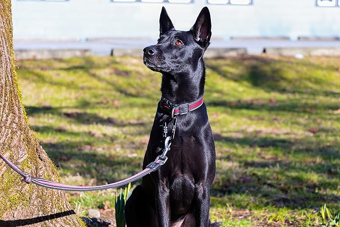 12kN (2697 lbs) Heavy Duty, Locking, Auto Locking, Wiregate Carabiner Clips, for Securing Pets, Outdoor, Camping, Hiking, Hammock, Dog Leash Harness, Keychains