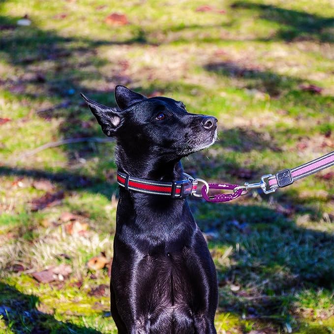 12kN (2697 lbs) Heavy Duty, Locking, Auto Locking, Wiregate Carabiner Clips, for Securing Pets, Outdoor, Camping, Hiking, Hammock, Dog Leash Harness, Keychains