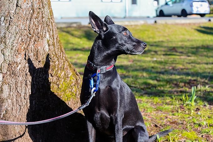 12kN (2697 lbs) Heavy Duty, Locking, Auto Locking, Wiregate Carabiner Clips, for Securing Pets, Outdoor, Camping, Hiking, Hammock, Dog Leash Harness, Keychains