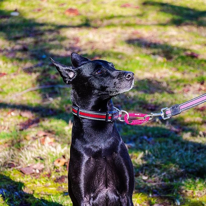 12kN (2697 lbs) Heavy Duty, Locking, Auto Locking, Wiregate Carabiner Clips, for Securing Pets, Outdoor, Camping, Hiking, Hammock, Dog Leash Harness, Keychains